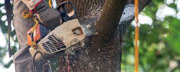 Best Utility Line Clearance  in East Syracuse, NY