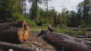 Best Tree Cabling and Bracing  in East Syracuse, NY