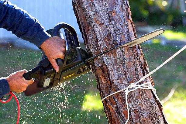 Best Weed Control  in East Syracuse, NY