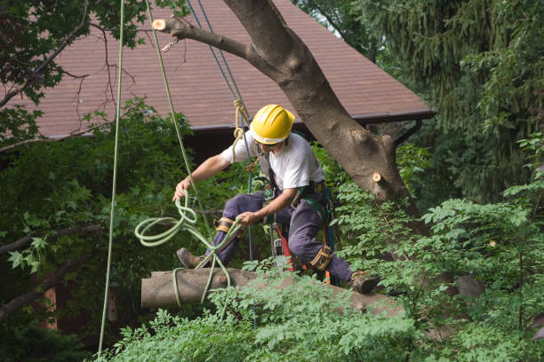 Best Palm Tree Trimming  in East Syracuse, NY