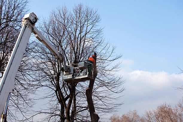 Best Storm Damage Tree Cleanup  in East Syracuse, NY