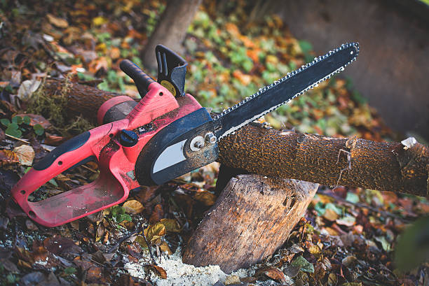 Reliable East Syracuse, NY Tree Care Solutions