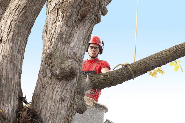 Best Tree Trimming and Pruning  in East Syracuse, NY